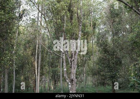 Scenario delle piantagioni di cengkeh di chiodi di garofano e di carati di gomma nella reggenza di Semarang, Indonesia Foto Stock