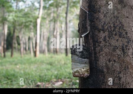 Fuoco selettivo di una bottiglia appendere su albero di gomma come una gomma sap processo di spillatura penyadapan karet Foto Stock