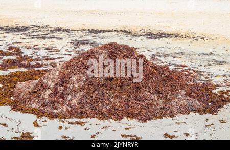 Un sacco di sargazo delle alghe rosse molto disgustoso alla spiaggia tropicale messicana a Playa del Carmen Messico. Foto Stock