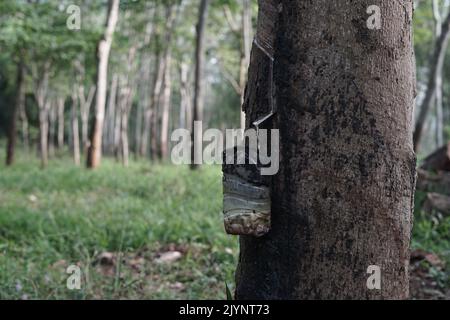 Fuoco selettivo di una bottiglia appendere su albero di gomma come una gomma sap processo di spillatura penyadapan karet Foto Stock