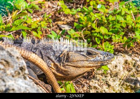 Enorme animale geco Iguana sulle rocce nella giungla tropicale naturale e la foresta dietro la recinzione a Playa del Carmen Messico. Foto Stock
