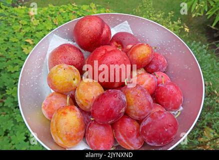 Ciotola di frutta di frutteto raccolta, da un frutteto - prugne e nettarine, Cheshire, Inghilterra, Regno Unito Foto Stock