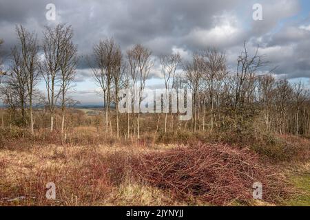 Steyning, gennaio 31st 2019: Passeggiata a ferro di cavallo a Steyning, Sussex occidentale Foto Stock