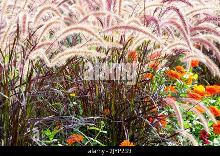 Purple Fountain Grass, Cenchrus setaceus, Pennisetum setaceum Rubrum, moderne erbe da giardino confine autunnale che termina l'estate Foto Stock