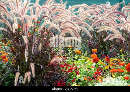 Pennisetum setaceum 'Rubrum', Purple Fountain Grass, Pennisetums, Beautiful Garden Grasses Ornamental Flower Beds giardino d'erba lunga Foto Stock