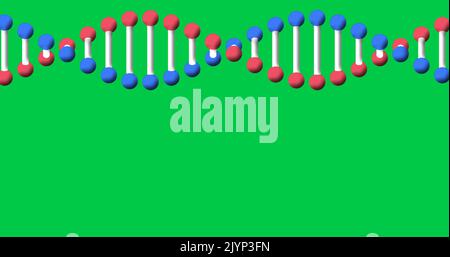 Immagine del filamento di dna che gira con spazio di copia sullo schermo verde Foto Stock