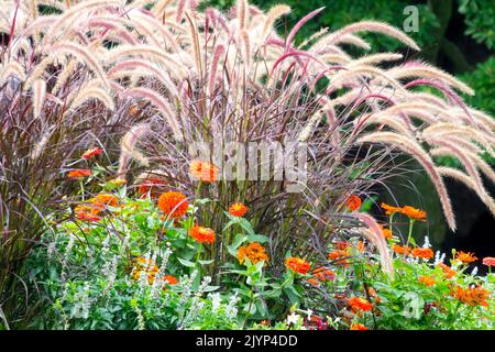 Rose Fountain Grass, Pennisetum setaceum 'Rubrum', Giardino, erba, aiuole, colorata fontana Garden Border Grass Zinnias erbe ornamentali Foto Stock