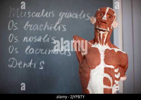 anatomia del muscolo umano su un manichino Foto Stock