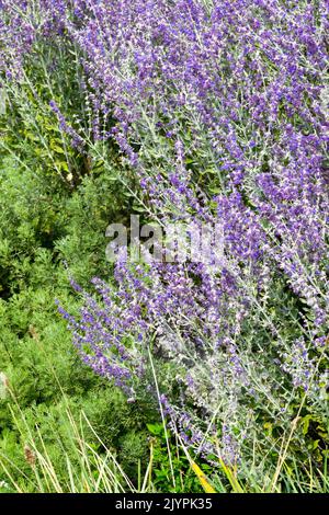 Perovskia 'piccola guglia', salvia russa, salvia yangi, fiori di confine viola Foto Stock