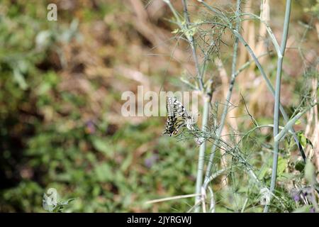 Farfalla Dovetail Swallowtail su una pianta Foto Stock