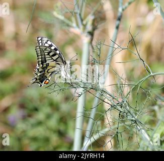 Farfalla Dovetail Swallowtail su una pianta Foto Stock