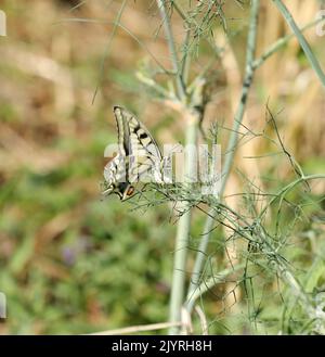 Farfalla Dovetail Swallowtail su una pianta Foto Stock