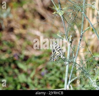 Farfalla Dovetail Swallowtail su una pianta Foto Stock