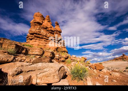 I fiori della Yellow Prince's Plume fioriscono di fronte a una formazione di arenaria di Entrada nel Parco Nazionale di Arches, Moab, Utah. Foto Stock