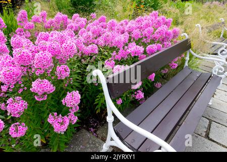 Flox giardino rosa, paniculata Phlox 'Miss Pepper', panca giardino metallo, flox rosa, luogo di riposo Foto Stock