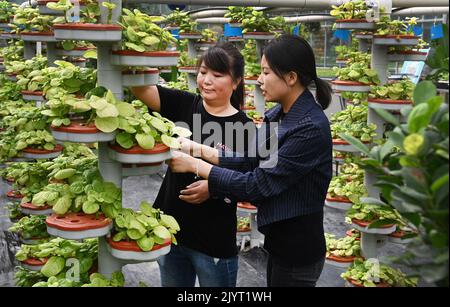 (220908) -- NINGQIANG, 8 settembre 2022 (Xinhua) -- i membri dello staff si prendono cura delle verdure senza soilless nella contea di Ningqiang, provincia di Shaanxi del nord-ovest della Cina, 7 settembre 2022. Come regione di acque di testa del fiume Hanjiang, il più grande affluente del fiume Yangtze, la contea di Ningqiang ha chiuso dieci miniere e promosso una serie di progetti di protezione ambientale per la protezione ambientale negli ultimi anni. La contea ha anche promosso la produzione di prodotti agricoli tra cui tè, frutta, verdura, ecc., gestendo e trasformando le risorse ecologiche in economia verde. (Xinhua/Tao Ming) Foto Stock