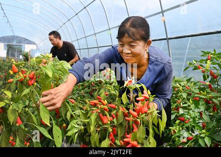 (220908) -- NINGQIANG, 8 settembre 2022 (Xinhua) -- i membri dello staff raccolse i peperoni caldi in una serra nella contea di Ningqiang, provincia di Shaanxi della Cina nord-occidentale, 7 settembre 2022. Come regione di acque di testa del fiume Hanjiang, il più grande affluente del fiume Yangtze, la contea di Ningqiang ha chiuso dieci miniere e promosso una serie di progetti di protezione ambientale per la protezione ambientale negli ultimi anni. La contea ha anche promosso la produzione di prodotti agricoli tra cui tè, frutta, verdura, ecc., gestendo e trasformando le risorse ecologiche in economia verde. (Xinhua/Tao Ming) Foto Stock