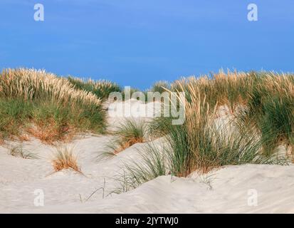 mare del nord spiaggia dune paesaggio erba Foto Stock