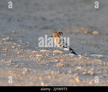 Un Hoopoe eurasiatico (Upupa epops) che riposa sul terreno desertico di al Qudra a Dubai, negli Emirati Arabi Uniti. Noto anche come Hoopoe comune. Foto Stock
