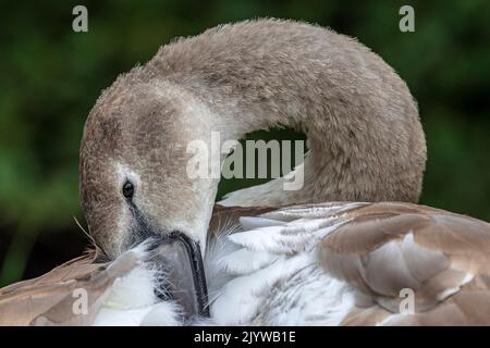 Giovani Mute cigno preening piume. Foto Stock