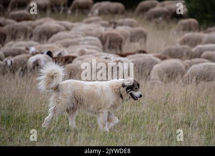 Gomadingen, Germania. 08th Set, 2022. Il cane di protezione della mandria Bollek veglia sul suo gregge di pecore e capre su una brughiera di ginepro. I cani proteggono il gregge da animali selvatici come la volpe o il lupo, tra gli altri. Credit: Christoph Schmidt/dpa/Alamy Live News Foto Stock