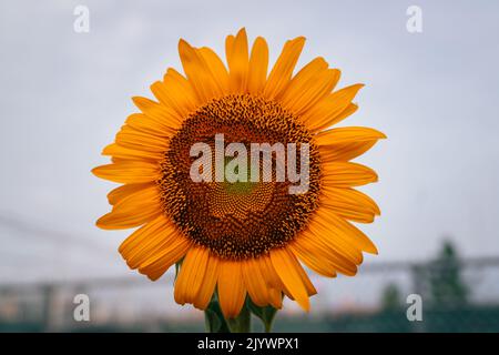 Girasole sul cielo blu sullo sfondo Foto Stock