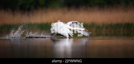 Swan incredibile cercando di decolorare dalla superficie del lago, la foto migliore. Foto Stock