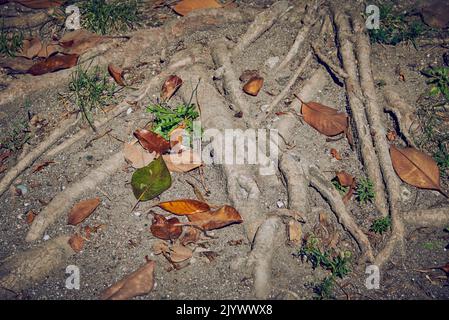 magnolia caduto lascia su terra asciutta fra le radici di un albero. Foto Stock