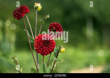 Scuro, vino rosso dahlia fiore in un giardino. Foto Stock