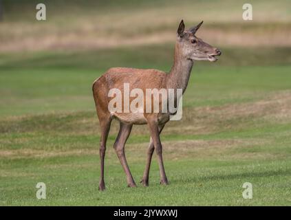 Una femmina di cervo rosso (Cervus elaphus) che si gode una partita di golf e che tiene i green e fairway inzecchita. Nottingham, Regno Unito Foto Stock