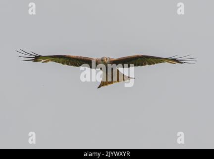 Majestic Red Kite (Milvus milvus) in volo . Volare nel cielo verso la telecamera con le ali allungate. Suffolk, Regno Unito Foto Stock