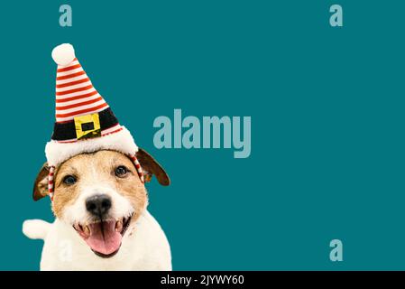 Divertente cane felice indossando il cappello di Elf. Natale e Capodanno sfondo Foto Stock