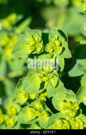 Fioritura di sprurge del sole (Euphorbia helioscopia). Foto Stock