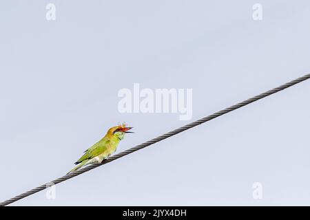 Un mangiatore di ape mangiare un Dragonfly un piatto delizioso Foto Stock