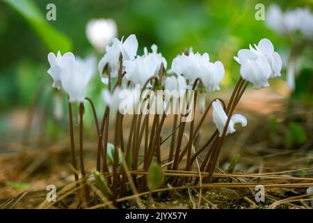 I fiori di ciclamino bianco lilla hederifolium crescono al margine della foresta in un giardino botanico, parco, foresta in natura in estate. Fiorisce in un parco nazionale in Foto Stock