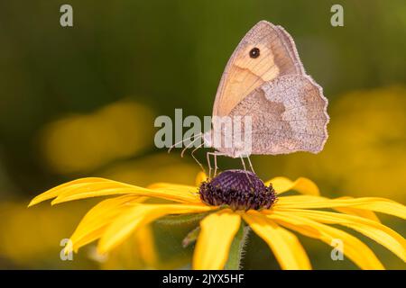 Prato farfalla marrone- Maniola jurtina succhia il nettare con il suo tronco dalla fioritura della Rudbeckia hirta Susan dagli occhi neri Foto Stock