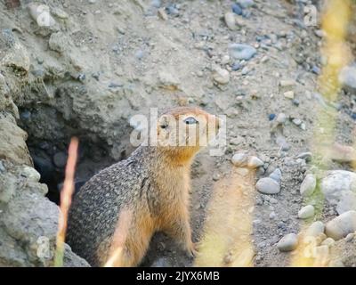 Scoiattolo al suolo o chippmunk in piedi ingresso al burrow in modo inquietante. Foto Stock