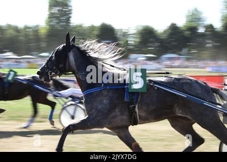 Trotting corsa, cavalli in accelerazione nell'ippodrome, in esecuzione per le scommesse di business e sport a cavallo Foto Stock