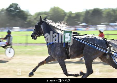 Trotting corsa, cavalli in accelerazione nell'ippodrome, in esecuzione per le scommesse di business e sport a cavallo Foto Stock