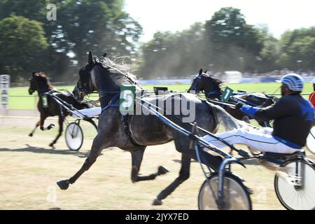 Trotting corsa, cavalli in accelerazione nell'ippodrome, in esecuzione per le scommesse di business e sport a cavallo Foto Stock