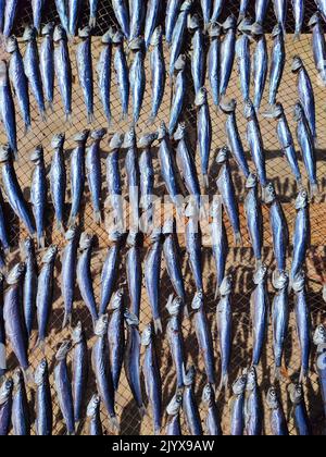 Pesce che asciuga al sole messo sulla cremagliera a Nazare, Portogallo. Foto Stock