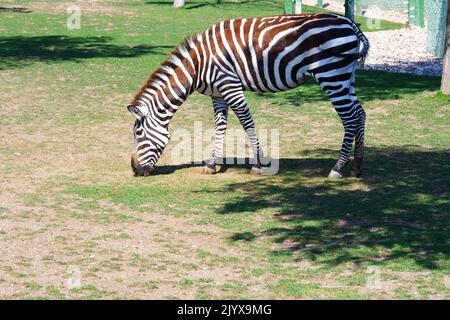 Baby Zebra con i colori marrone e bianco mangiare erba all'aperto Foto Stock