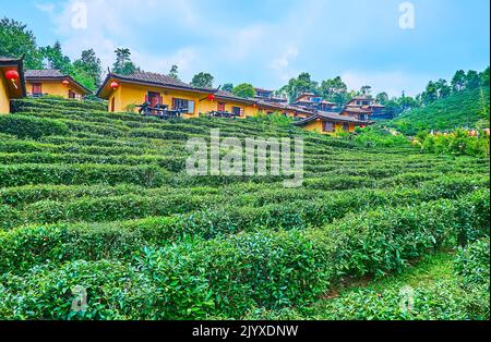 La piantagione di tè oolong attrae turisti al resort tailandese Lee Wine Ruk, situato sul pendio del villaggio cinese del tè di Ban Rak Thai (Mae AW), Thailandia Foto Stock