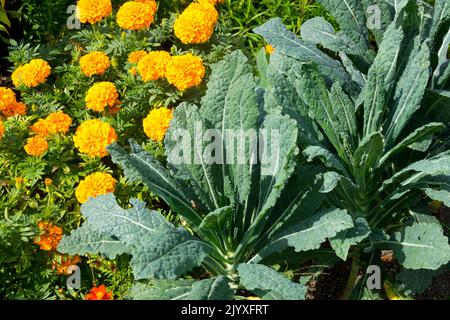 Brassica oleracea acephala, marigold africano, Tagetes, Kale, Estate, Stagione, letto di fiori Foto Stock