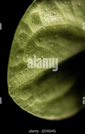 Macro immagine di una foglia di Pilea Sharing Plant, nota anche come a (Pilea Peperomioides) Foto Stock