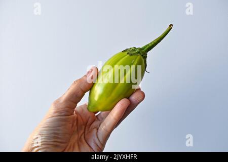 Melanzana scarlatta verde a portata di mano su sfondo luminoso Foto Stock