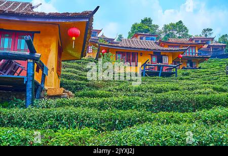Idilliaco giallo case cinesi con ampi tetti e lanterne rosse tra gli arbusti di tè della piantagione di tè locale nel villaggio di tè Yunnan di Ban Rak Thai, tailandese Foto Stock