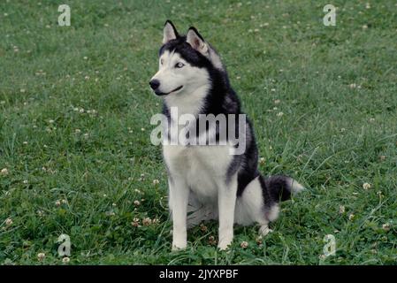 Husky siberiano seduto sul campo Foto Stock