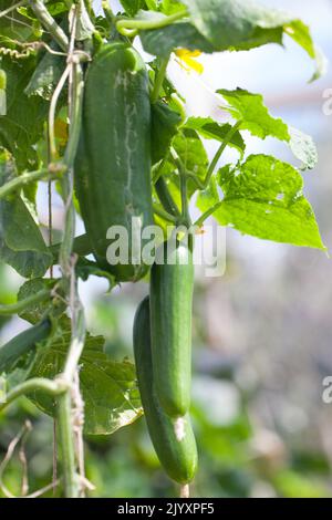 Mini-munch Cetrioli che crescono su viti in un'assegnazione vegetale (Cucumis sativus) Foto Stock