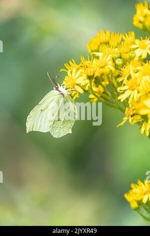 Farfalla di brimstone sui fiori di Ragwort comune - North Downs, Inghilterra, Regno Unito Foto Stock